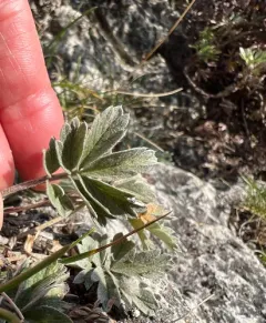 Macoun's Cinquefoil thumbnail 3
