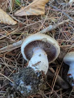 Cortinarius clintonianus thumbnail 2