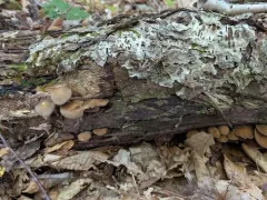 Attenuated Fieldcap thumbnail 3