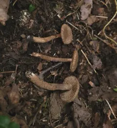 woolly fibrecap thumbnail 2