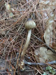 Inocybe fuscicothurnata thumbnail 2