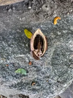 pecan thumbnail 2