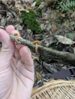 Flammulaster ferrugineus thumbnail 2