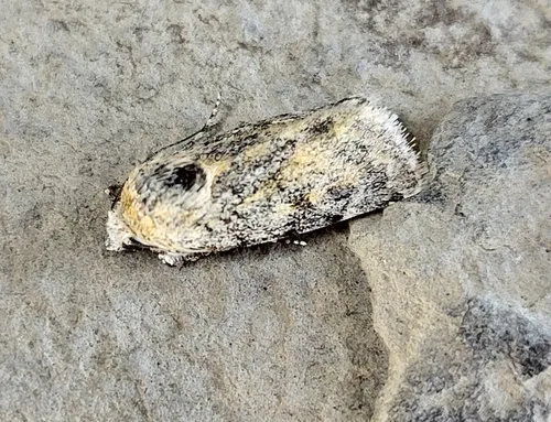 Sympistis regina