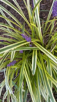 Liriope thumbnail 1