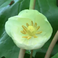 mayapple thumbnail 2