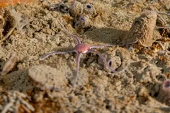 Sericeum Brittle Star thumbnail 1