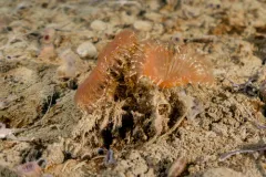 Chone infundibuliformis thumbnail 1