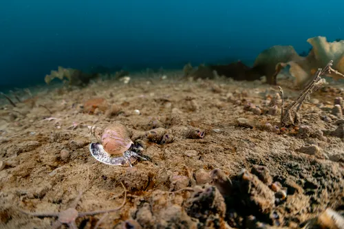 Buccinum finmarkianum