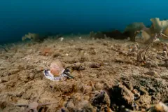 Buccinum finmarkianum thumbnail 1