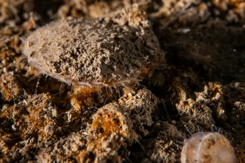 Similipecten greenlandicus