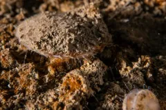 Similipecten greenlandicus thumbnail 1
