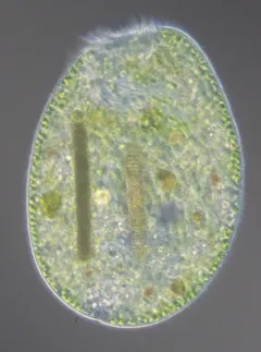Climacostomum virens thumbnail 1