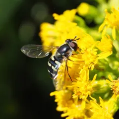 Bare-winged Aphideater thumbnail 4