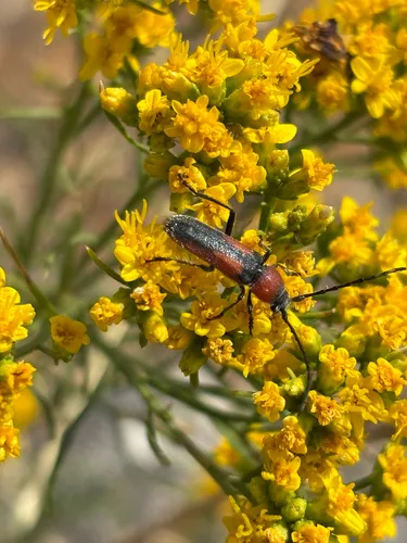 Orange-bracketed Longhorned Beetle