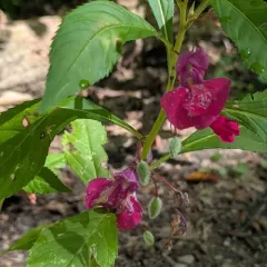 Garden balsam thumbnail 4