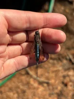 Sirex longicauda thumbnail 1