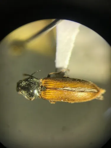 Limonius pectoralis