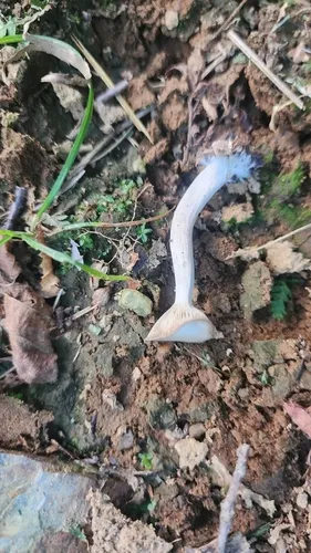 Clitocybe strigosa