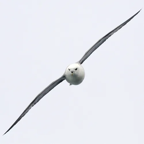 Northern Fulmar