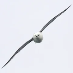 Northern Fulmar thumbnail 1