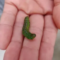Girdler Moth thumbnail 1