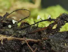 Hymenoscyphus microserotinus thumbnail 2