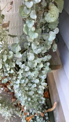 silver ponysfoot thumbnail 1