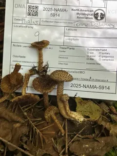 scaly fibrecap thumbnail 4