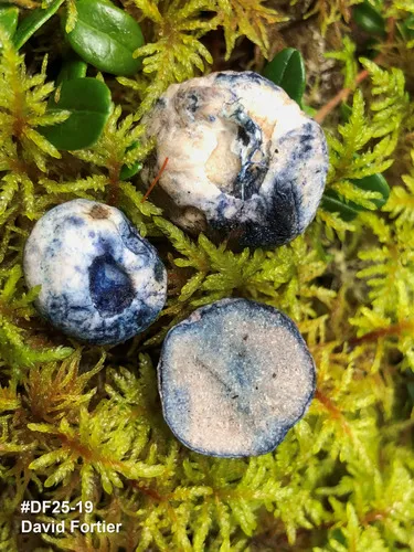 Chamonixia caespitosa