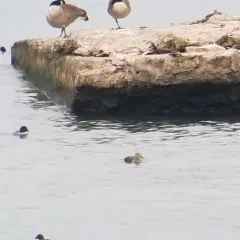 King Eider thumbnail 2
