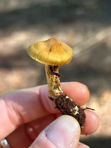 Cortinarius olivaceoluteus