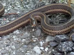 Short-headed Garter Snake thumbnail 2