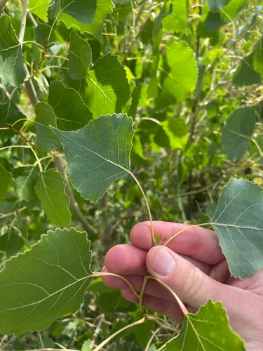 Frémont Cottonwood