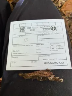 Rectipilus davidii thumbnail 1