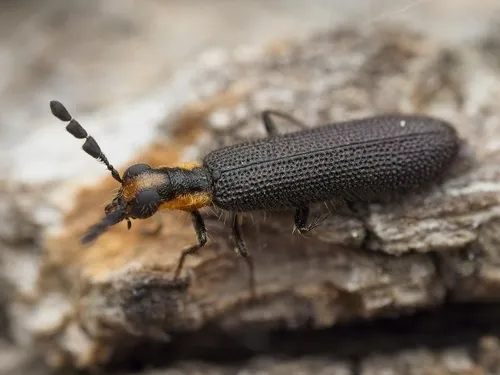 Pyticeroides laticornis