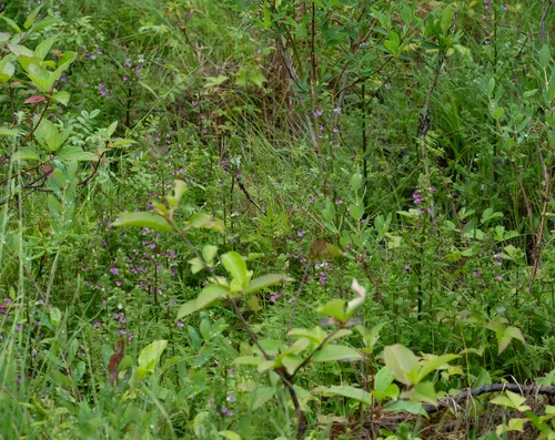 Marsh Lousewort
