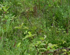 Marsh Lousewort thumbnail 1