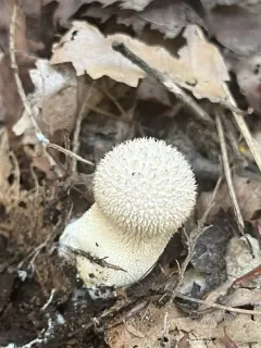 Lycoperdon caudatum thumbnail 1