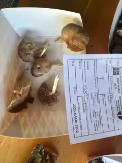 Entoloma nidorosum thumbnail 2