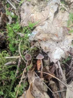 Cortinarius fragrantissimus thumbnail 2