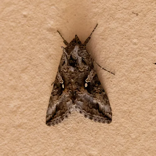 Gray Looper Moth