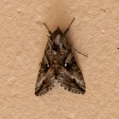 Gray Looper Moth thumbnail 1
