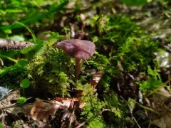 Attenuated Fieldcap thumbnail 2
