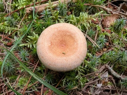 Woolly Milkcap