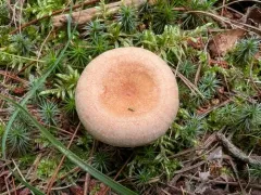 Woolly Milkcap thumbnail 1