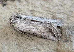 Sympistis cibalis thumbnail 3