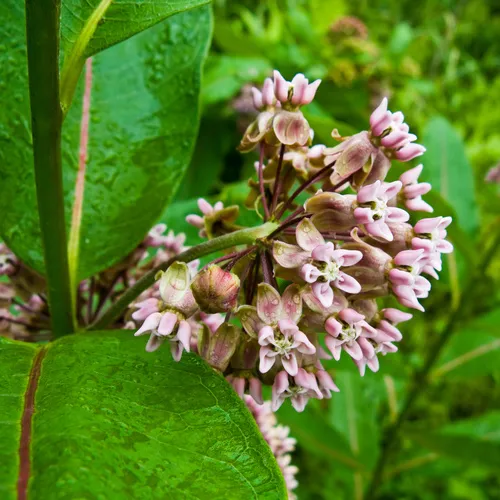 common milkweed