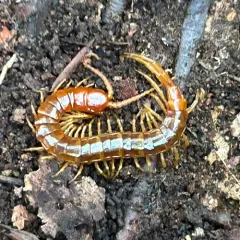 Eastern Red Centipede thumbnail 3