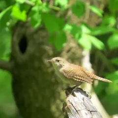 Northern House Wren thumbnail 1